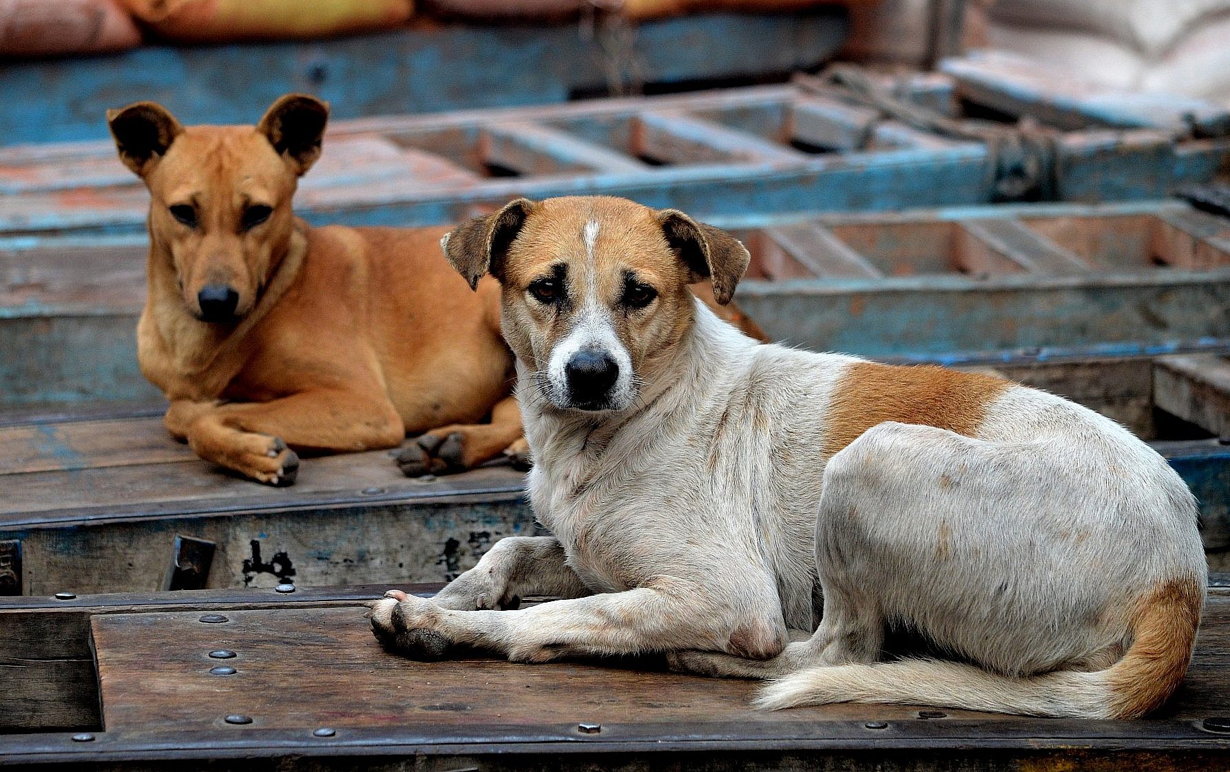 File photo of stray dogs.