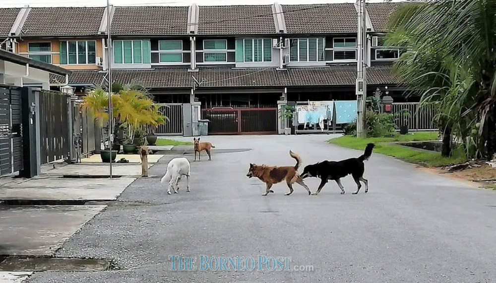 SMC also disclosed that this year from January to September, a total of 867 dogs have been caught in public areas within its jurisdiction.