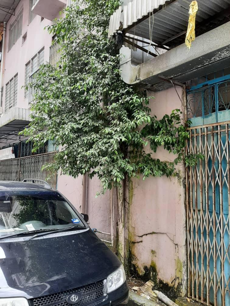 The overgrown plant at the back lane of Jalan Tunku Osman.