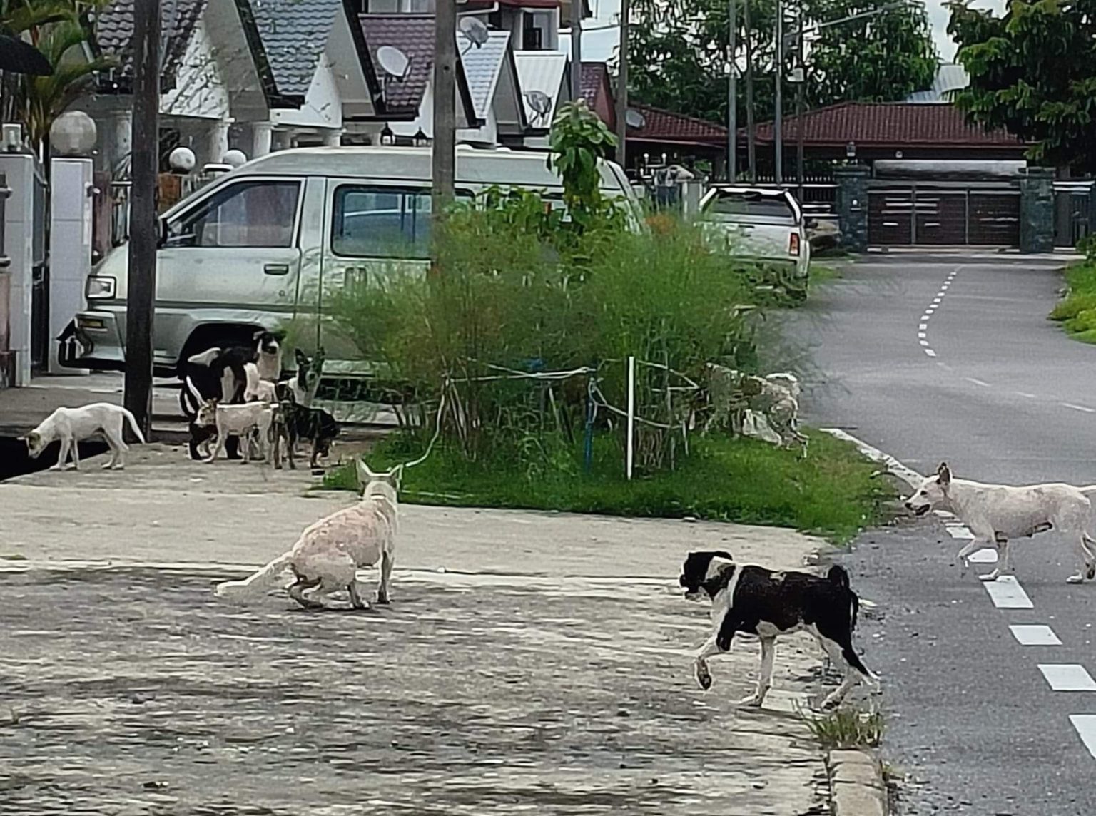 Photo shows dogs roaming freely in a housing area. – Photo via Facebook/Mohammed Abdullah Izkandar Roseley