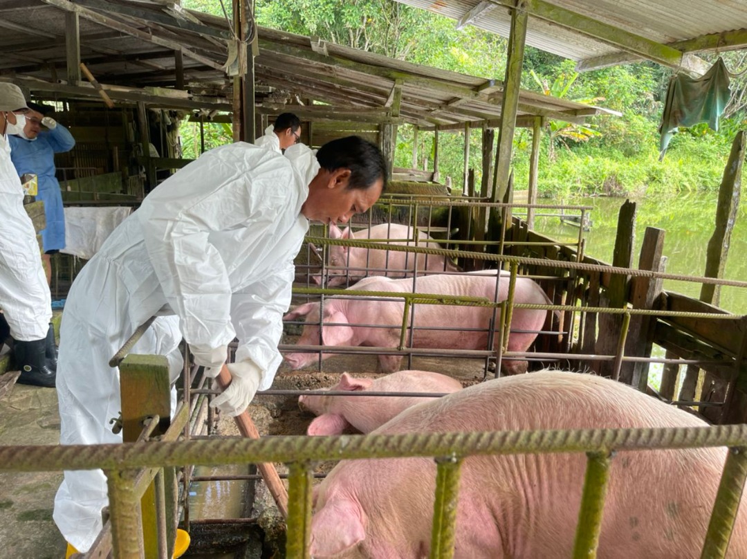 File photo of DVS officers taking samples from pigs at a farm in Sungai Rait recently.
