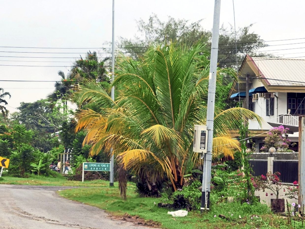 Some of the palm trees on Jalan Au Yong will be cleared by the council for obstructing motorists’ view.